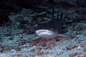 Maldives 2021 - Requin corail - Whitetip reef shark - Triaenodon obesus - DSC00343_rc